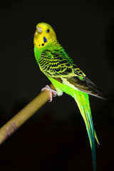 Parakeet in a cage.