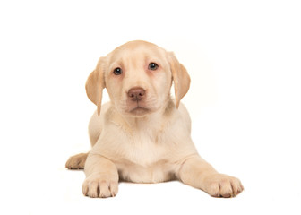 Pretty blond labrador retriever puppy lying on the floor seen from the front facing the camera...