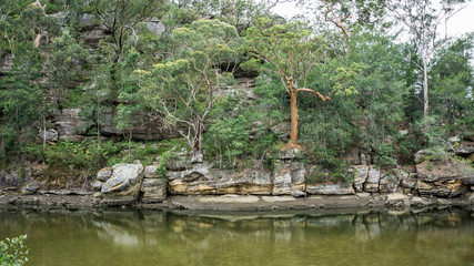 Fototapeta na wymiar Cockle Creek,Ku-Ring-Gai Chase Nationalpark, Australia
