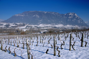 vignobles savoyard dans  la neige 