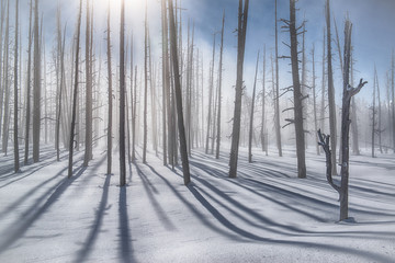 Through the Mist