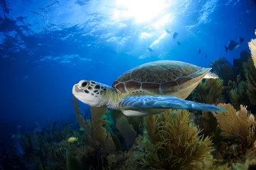 Wandaufkleber Grüne Meeresschildkröte © tyler