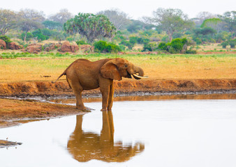 Naklejka na ściany i meble Red Elefant in Tsavo East National Park. Kenya.