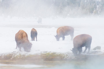 Four Bison