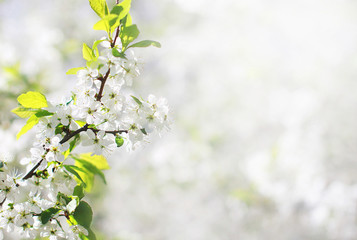 Spring floral background, white flowers of branch blossom apple