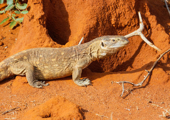 Lizard Savannah monitor in a Tsavo East. Kenya.