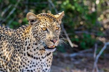 Leopard