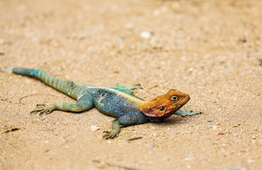 Red-headed Rock Agama - Agama agama, Tsavo East, Kenya