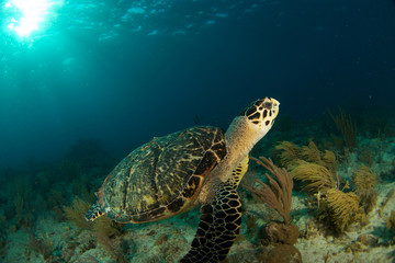 Obraz premium Hawksbill sea turtle in the Florida Keys