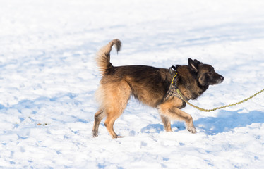 german sheperd in snow