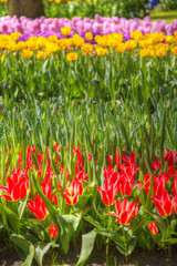 Obraz premium pink, red and orange tulip field in North Holland