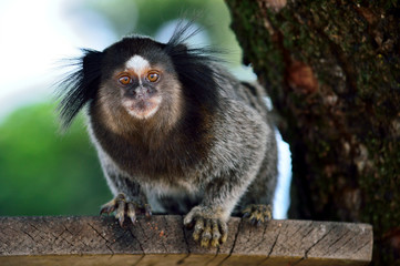 Little Monkey from South America (Callitrichidae) on a tree branch looking at the camera