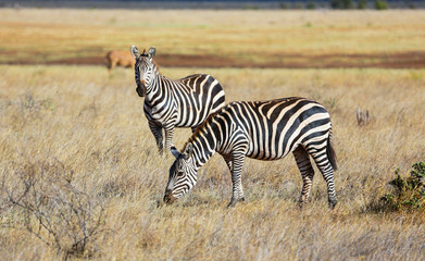 Fototapeta na wymiar Wild zebras on savanna in Tsavo West National Park, Kenya, East