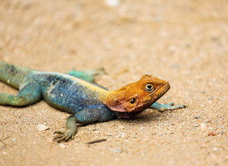Red-headed Rock Agama - Agama agama, Tsavo East, Kenya