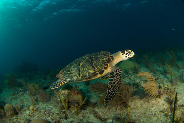 Fototapeta na wymiar Hawksbill sea turtle in the Florida Keys