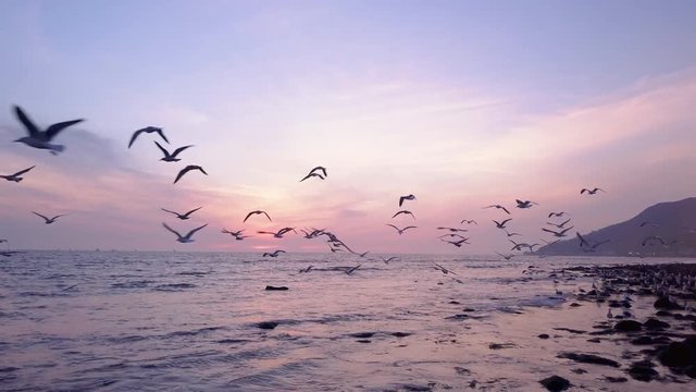 Flock of Birds Swarm at Ocean Sunset 03