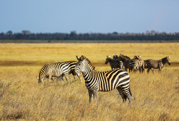 Naklejka na ściany i meble Wild zebras on savanna in Tsavo West National Park, Kenya, East