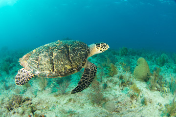 Fototapeta na wymiar Hawksbill sea turtle in the Florida Keys