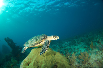 Obraz na płótnie Canvas Hawksbill sea turtle in the Florida Keys