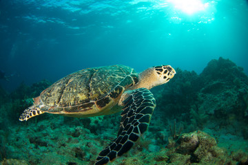 Fototapeta premium Hawksbill sea turtle in the Florida Keys