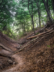 Fox Ravine near Jastrzebia Gora,Poland