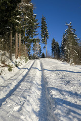 Forststraße in Winterwald, blauer Himmel