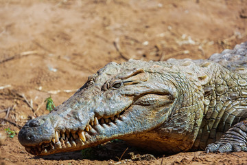 Naklejka premium Nile Crocodile - Crocodylus niloticus, Galana river, Kenya
