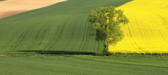 Green tree between yellow and green fields