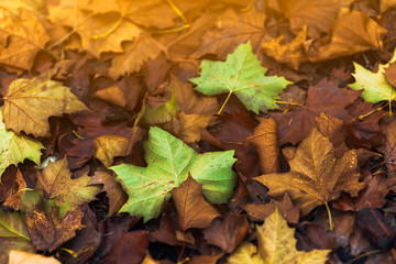 Autumn color leaf background at sunlight close up