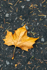 Single golden autumn maple leaf lying on asphalt in the Fall
