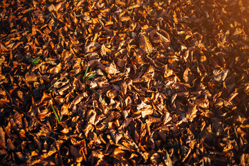 Autumn background - dried maple leaves in sunlight