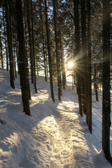 Winterlicher Wald in der Abendsonne