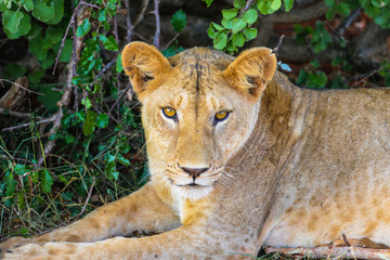 Liones lying under a tree in East Tsavos Park in Kenya