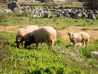 Sheeps in Limyra, Turkey