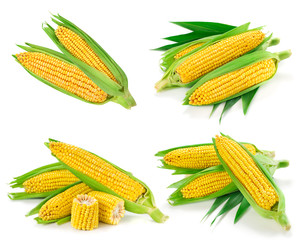 Corn collection isolated