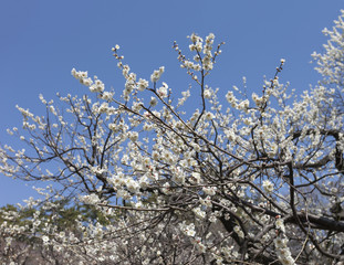 大倉山公園の梅（神奈川県横浜市港北区）