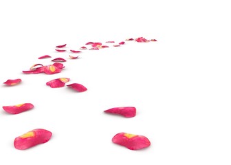 Rose petals lying on the floor