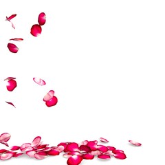 Rose petals fall to the floor