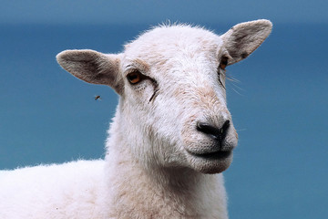 Sheep and fly
