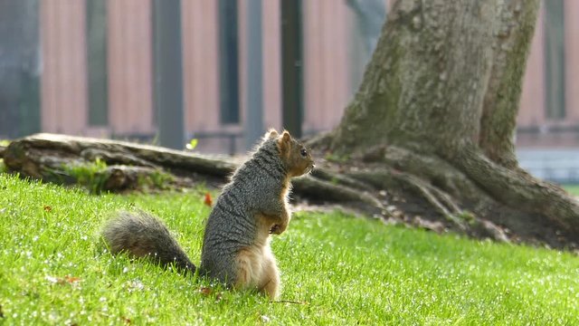 Cute little squirrel, saw at University of South California, Los Angeles, California