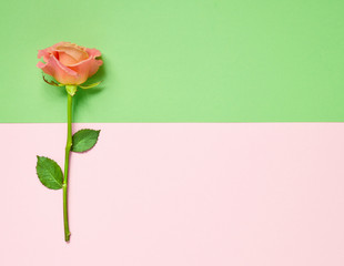 pink rose on colorful paper background