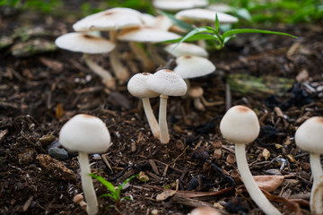 Mushroom