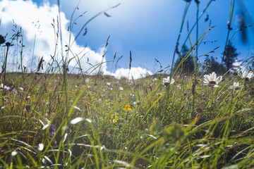 Wildflowers grow on a hillside under a blue cloudy sky in spring