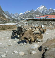 The yak caravan going from Everest Base Camp - Periche, Nepal, Himalayas