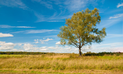 Fototapeta na wymiar summer landscape with a lone tree, Birch