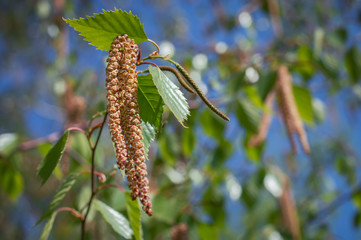 the spring birch buds closeup