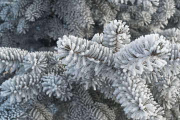 Naklejka na ściany i meble Branches of blue spruce is covered with frost. Christmas tree on white background