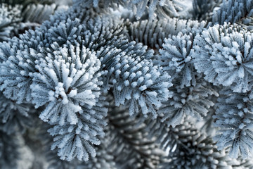 Branches of blue spruce is covered with frost. Christmas tree on white background