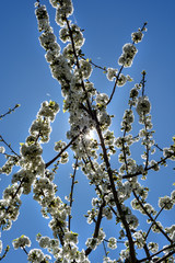 Cherry blossom 8