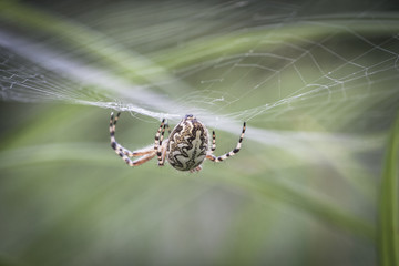 Spinne im Netz
